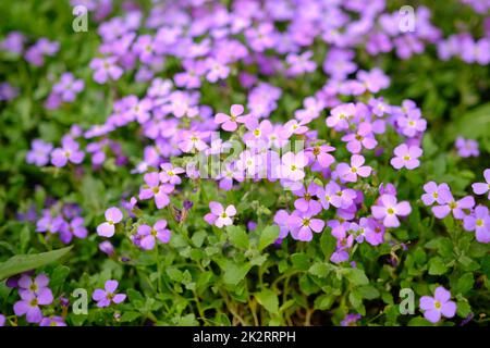 Primo piano con fiori di Aubrieta. Forget-me-not fiore. Nome scientifico Aubrieta deltoidea. Sfondo primaverile. Piccoli fiori viola con centri gialli. Foto Stock