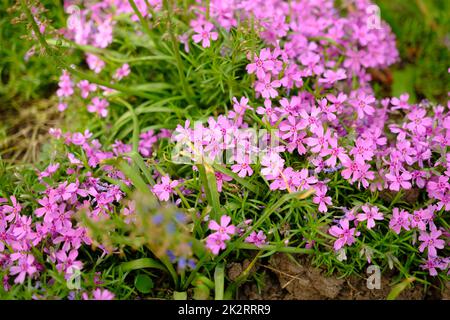 Bella rosa Saponaria ocymoides sotto un caldo sole primaverile. Fiori rosa Foto Stock