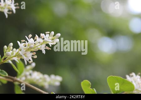 Texas fiore Privet Ligustrum arbusto poco profondo DOF Foto Stock