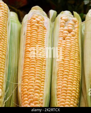 Mais o mais (Lat. Zea mays) un alimento di base in molte parti del mondo Foto Stock