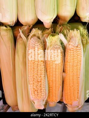 Mais o mais (Lat. Zea mays) un alimento di base in molte parti del mondo Foto Stock