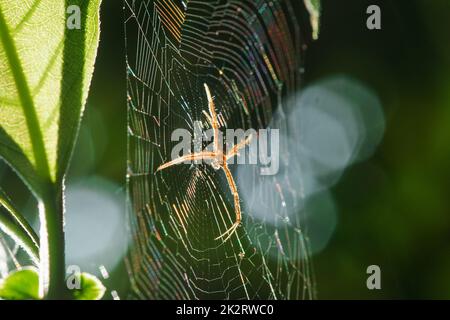 Argiope Spider multicolore è una fibra a maglia per intrappolare gli insetti in natura. Foto Stock
