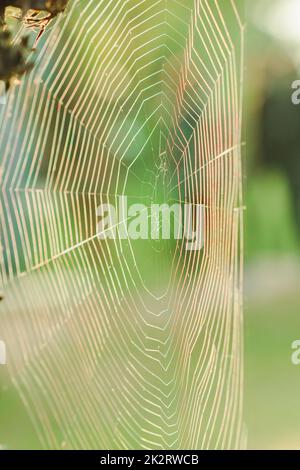 Le ragnatele riflettono la luce del sole al mattino. Foto Stock