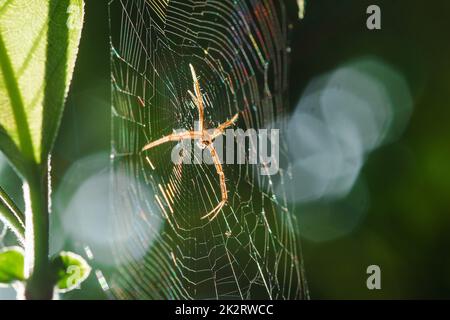 Argiope Spider multicolore è una fibra a maglia per intrappolare gli insetti in natura. Foto Stock