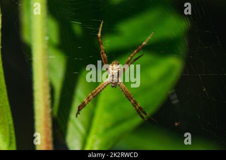 Argiope Spider multicolore è una fibra a maglia per intrappolare gli insetti in natura. Foto Stock