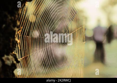 Le ragnatele riflettono la luce del sole al mattino. Foto Stock