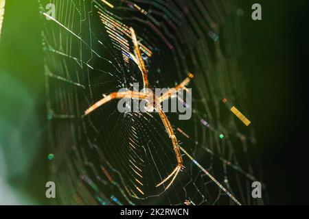 Argiope Spider multicolore è una fibra a maglia per intrappolare gli insetti in natura. Foto Stock