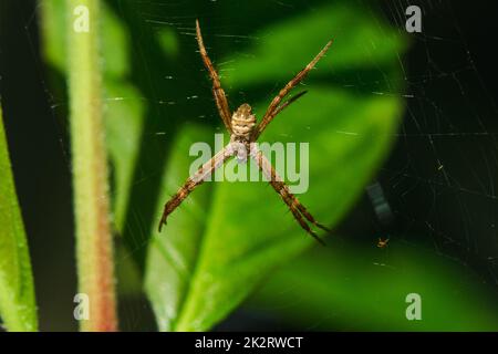 Argiope Spider multicolore è una fibra a maglia per intrappolare gli insetti in natura. Foto Stock