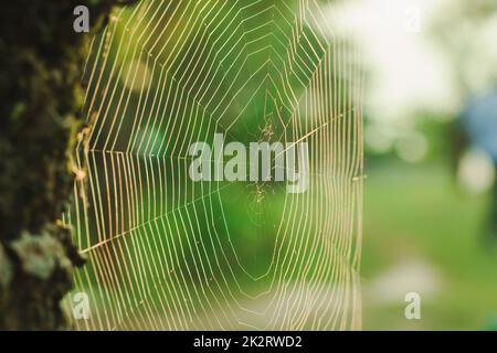 Le ragnatele riflettono la luce del sole al mattino. Foto Stock