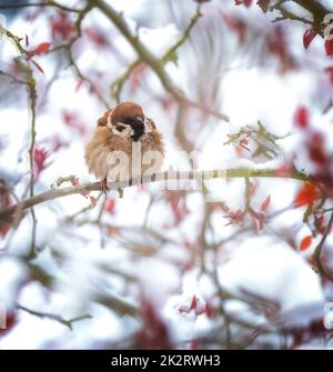 Sparrow seduto sul ramoscello di un albero innevato Foto Stock