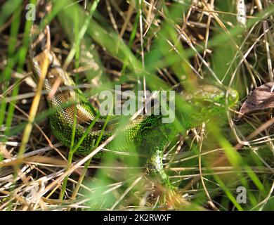 Primo piano di una lucertola di sabbia ben mimetizata. Foto Stock