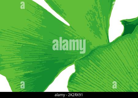 Il ginkgo biloba, comunemente conosciuto come ginkgo o gingko anche conosciuto come albero di maidenhair, è una specie di albero originaria della Cina Foto Stock