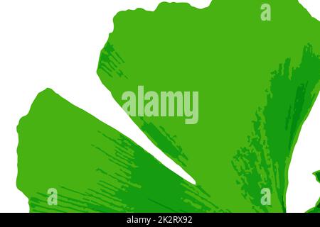 Il ginkgo biloba, comunemente conosciuto come ginkgo o gingko anche conosciuto come albero di maidenhair, è una specie di albero originaria della Cina Foto Stock