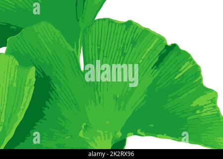 Il ginkgo biloba, comunemente conosciuto come ginkgo o gingko anche conosciuto come albero di maidenhair, è una specie di albero originaria della Cina Foto Stock