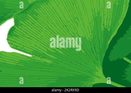 Il ginkgo biloba, comunemente conosciuto come ginkgo o gingko anche conosciuto come albero di maidenhair, è una specie di albero originaria della Cina Foto Stock