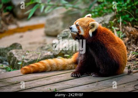 Panda rosso panda inferiore Foto Stock