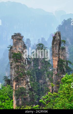 Montagne di Zhangjiajie, Cina Foto Stock