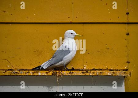 Seagull bird close up Foto Stock