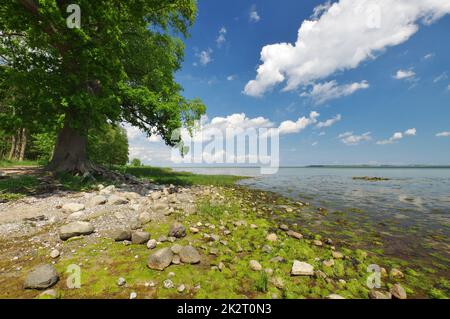 Sulla spiaggia naturale, Mar Baltico con bassa marea, Zierow, Baia di Wismar, Nordwestmecklenburg, Mecklenburg-Vorpommern, Germania Foto Stock