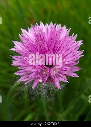 Skoroda cipolla fiore sullo sfondo delle foglie primo piano Foto Stock