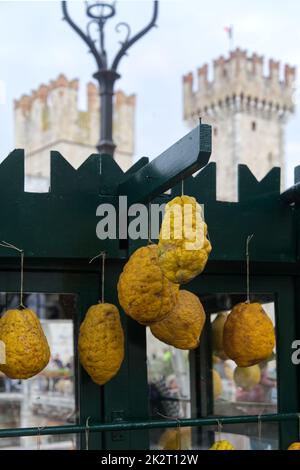 cedri gialli di fronte al castello di sirmione sul lago di garda Foto Stock