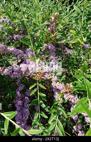 Wechselblaettriger Sommerflieder (Buddleja alternifolia), Hängeflieder, Hänge-Buddleie Foto Stock