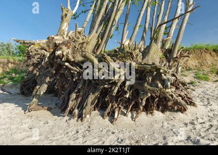 Conseguenze dell'erosione costiera: Alberi caduti sulla scogliera, radici di alberi esposte, Mar Baltico, Zierow, Baia di Wismar, Nordwestmecklenburg, Mecklenburg-Vorpommern, Germania Foto Stock