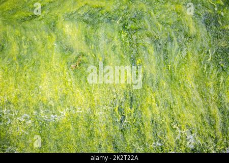 Vista ravvicinata delle alghe verdi Foto Stock