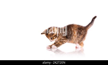 Gattino tricolore giocoso su sfondo bianco. Foto Stock