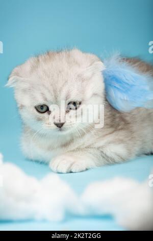 Muso di un piccolo gattino scozzese che si trova con una zampa distesa e ali di angelo blu. Foto Stock