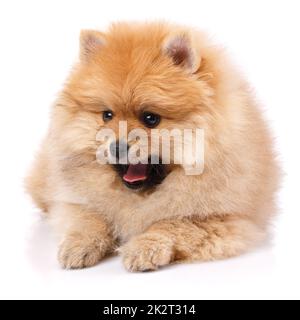 Cane razza Spitz Pomeranian su sfondo bianco. Foto Stock