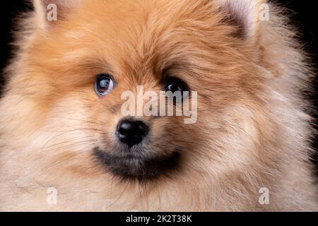 Primo piano di soffice Spitz Pomeranian poco guardando al lato. Foto Stock