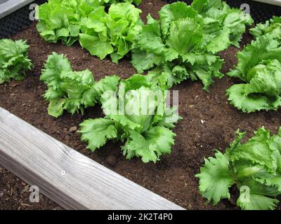 Homegrown Iceberg lettuce in a wooden raised garden Stock Photo