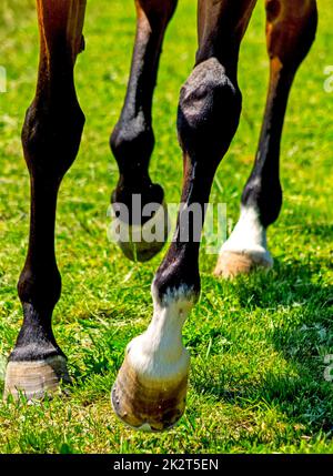 Primo piano dei piedi del cavallo. Foto Stock