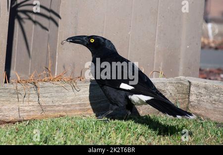 Airone guardabuoi (Bubulcus ibis) Foto Stock