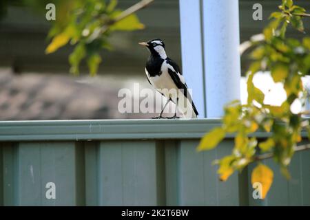 Airone guardabuoi (Bubulcus ibis) Foto Stock