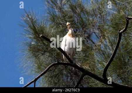 Airone guardabuoi (Bubulcus ibis) Foto Stock