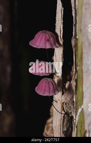 I minuscoli funghi porpora nella foresta si trovano sul tronco del tronco. Foto Stock