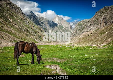 Cavallo al pascolo in Himalaya Foto Stock