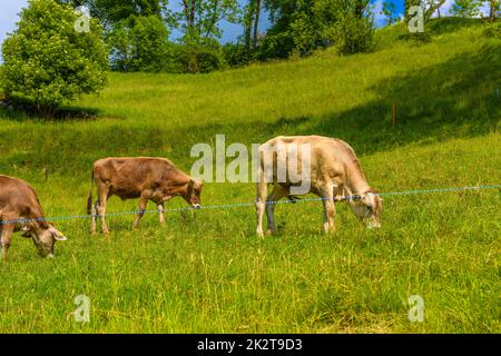 Mucche brune che mangiano erba nel villaggio delle Alpi, Grabs, Werdenberg, St. Foto Stock