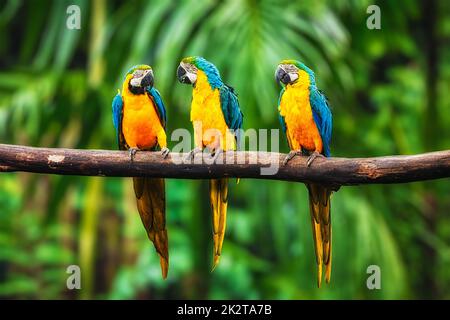 Blu-Giallo Macaw in foresta Foto Stock