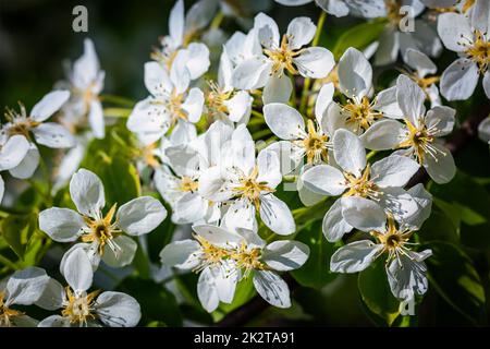 Apple tree ramo di fioritura Foto Stock