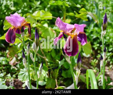 Fiore porpora bearded iris o Iris geranica (latino Iris germanica) Foto Stock