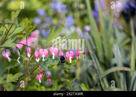 Un'ape di legno blu cerca polline su un fiore di cuore, Lamprocapnos spectabilis. Foto Stock