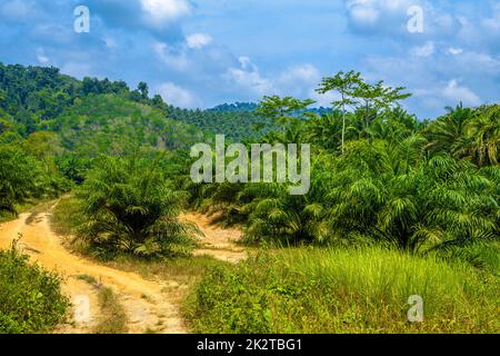 Strada di paese di fango in giungle, Khlong Phanom National Park, Kapong Foto Stock