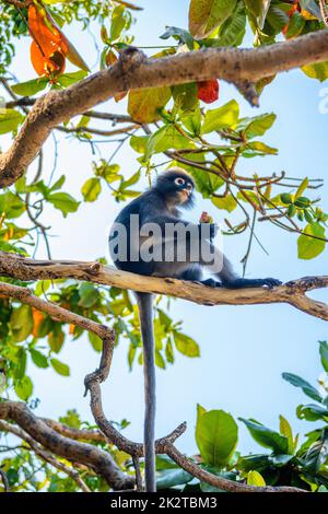 Koh Phaluai, Parco Nazionale di Mu Ko Ang Thong, Golfo della Thailandia, si Foto Stock