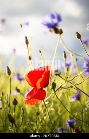 Campo con papaveri rossi e blu cornflowers, il fuoco selettivo Foto Stock