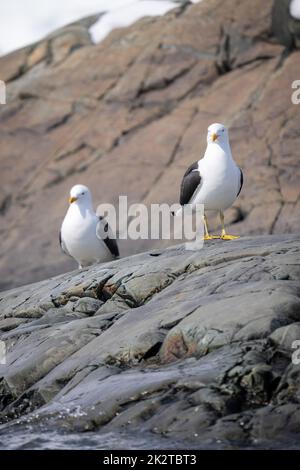 Due gabbiani di kelp si posano sulla costa rocciosa Foto Stock