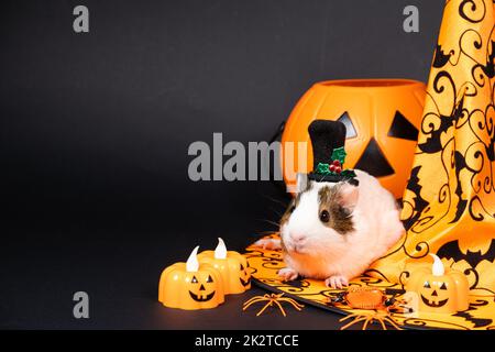 Un porcellino d'India bianco siede vicino ad una zucca e ad un cappello di strega su uno sfondo nero. Gli animali domestici celebrano Halloween Foto Stock