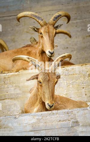 Coppia di capre ispaniche con corna grande e sdraiati. Foto Stock